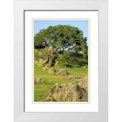 USA, California California oak tree scenic White Modern Wood Framed Art Print with Double Matting by Bush, Marie