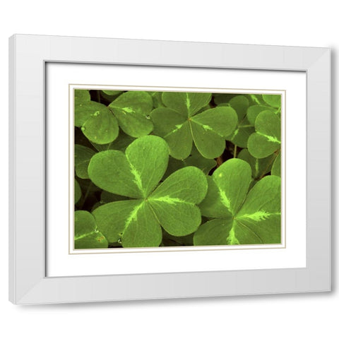USA, California, Muir Woods Close-up of clover White Modern Wood Framed Art Print with Double Matting by Bush, Marie