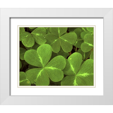USA, California, Muir Woods Close-up of clover White Modern Wood Framed Art Print with Double Matting by Bush, Marie