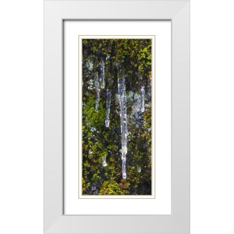 USA, California, Yosemite NP Icicles on moss White Modern Wood Framed Art Print with Double Matting by Bush, Marie