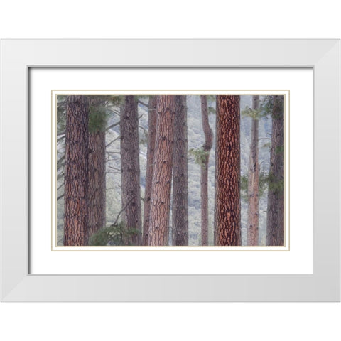USA, California, Yosemite NP Pine trees in fog White Modern Wood Framed Art Print with Double Matting by Bush, Marie