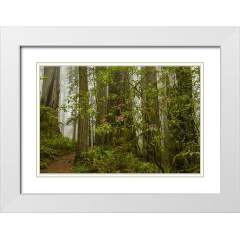 California, Redwoods NP Fog and rhododendrons White Modern Wood Framed Art Print with Double Matting by Illg, Cathy and Gordon