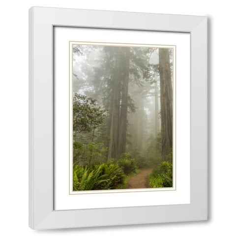 CA, Redwoods NP Trail through redwood trees White Modern Wood Framed Art Print with Double Matting by Illg, Cathy and Gordon