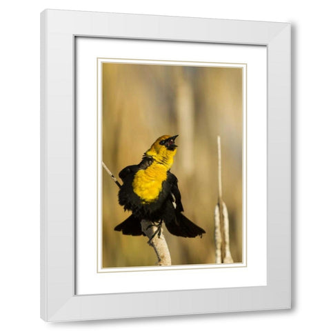 CA, Tule Lake NWR Yellow-headed blackbird White Modern Wood Framed Art Print with Double Matting by Illg, Cathy and Gordon