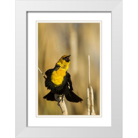 CA, Tule Lake NWR Yellow-headed blackbird White Modern Wood Framed Art Print with Double Matting by Illg, Cathy and Gordon