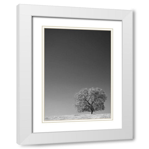 CA, Lone oak tree in the Sierra Nevada foothills White Modern Wood Framed Art Print with Double Matting by Flaherty, Dennis