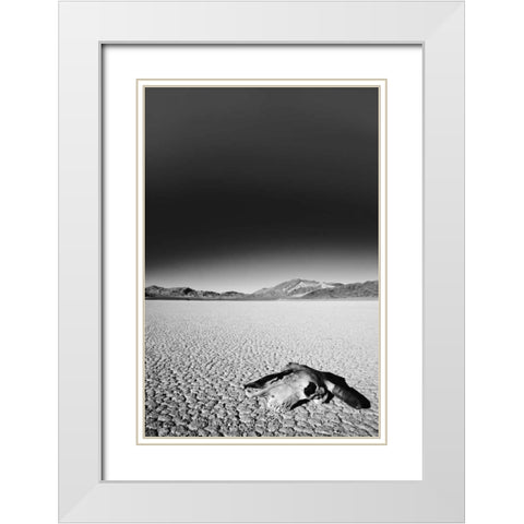California, Death Valley NP Weathered cow skull White Modern Wood Framed Art Print with Double Matting by Flaherty, Dennis