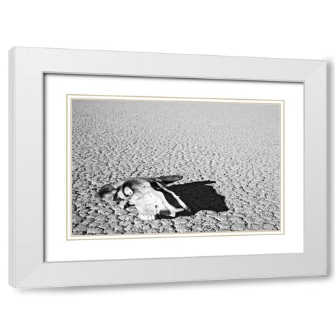 California, Death Valley NP Weathered cow skull White Modern Wood Framed Art Print with Double Matting by Flaherty, Dennis