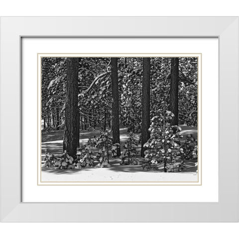 California, Sierra Nevada Forest in winter White Modern Wood Framed Art Print with Double Matting by Flaherty, Dennis