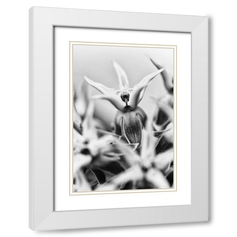 California, Owens Valley Showy milkweed White Modern Wood Framed Art Print with Double Matting by Flaherty, Dennis
