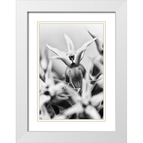 California, Owens Valley Showy milkweed White Modern Wood Framed Art Print with Double Matting by Flaherty, Dennis