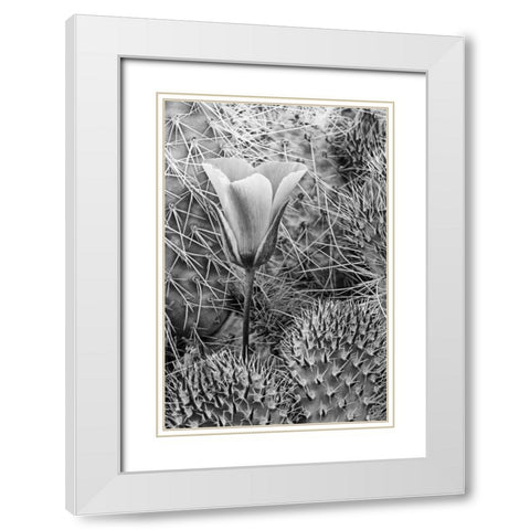 CA, Death Valley NP Mariposa tulip amid cacti White Modern Wood Framed Art Print with Double Matting by Flaherty, Dennis