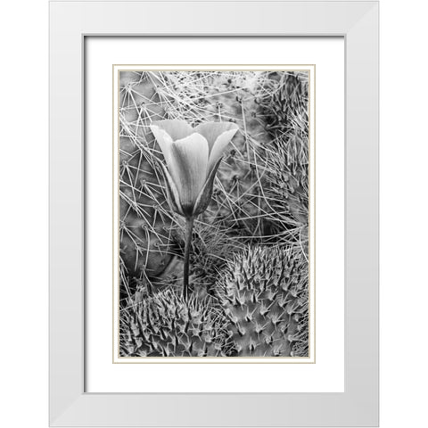 CA, Death Valley NP Mariposa tulip amid cacti White Modern Wood Framed Art Print with Double Matting by Flaherty, Dennis