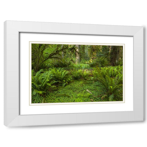 CA, Redwoods NP Ferns and mossy trees in forest White Modern Wood Framed Art Print with Double Matting by Illg, Cathy and Gordon
