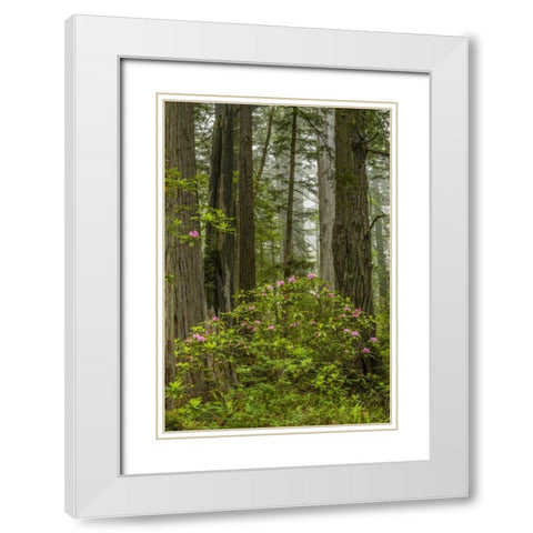 California, Redwoods NP Rhododendrons in forest White Modern Wood Framed Art Print with Double Matting by Illg, Cathy and Gordon