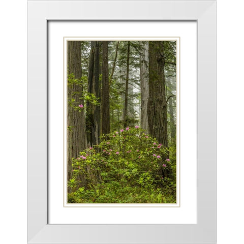 California, Redwoods NP Rhododendrons in forest White Modern Wood Framed Art Print with Double Matting by Illg, Cathy and Gordon