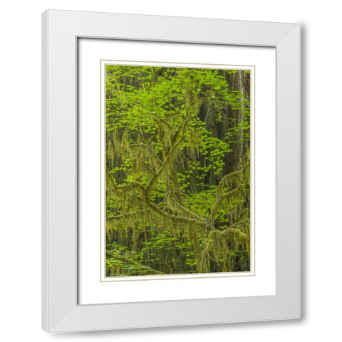 California, Redwoods NP Mossy limbs in forest White Modern Wood Framed Art Print with Double Matting by Illg, Cathy and Gordon