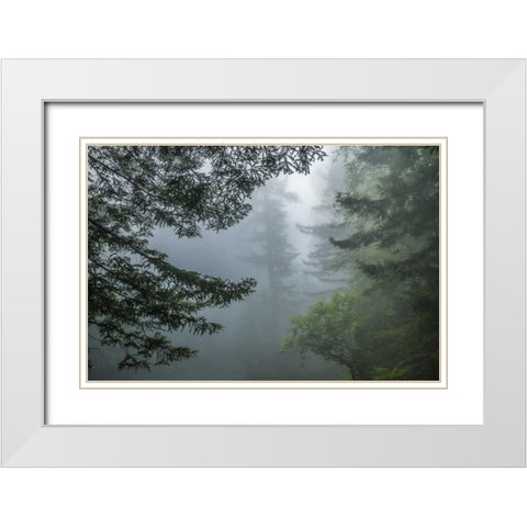 California Fog in Ladybird Johnson Grove White Modern Wood Framed Art Print with Double Matting by Illg, Cathy and Gordon