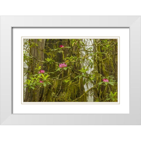 California, Redwoods NP Fog and rhododendrons White Modern Wood Framed Art Print with Double Matting by Illg, Cathy and Gordon