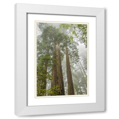 California, Redwoods NP Redwood trees and fog White Modern Wood Framed Art Print with Double Matting by Illg, Cathy and Gordon
