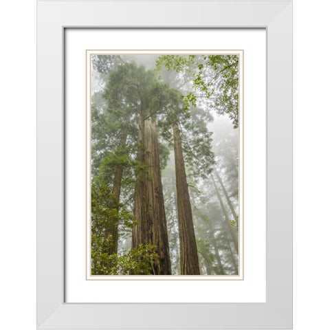 California, Redwoods NP Redwood trees and fog White Modern Wood Framed Art Print with Double Matting by Illg, Cathy and Gordon