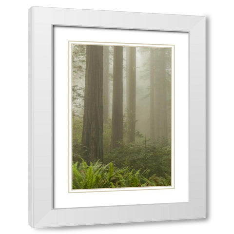 California, Redwoods NP Redwood trees and fog White Modern Wood Framed Art Print with Double Matting by Illg, Cathy and Gordon