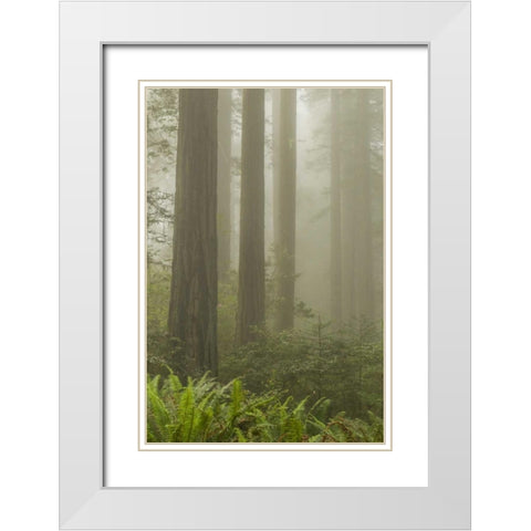 California, Redwoods NP Redwood trees and fog White Modern Wood Framed Art Print with Double Matting by Illg, Cathy and Gordon