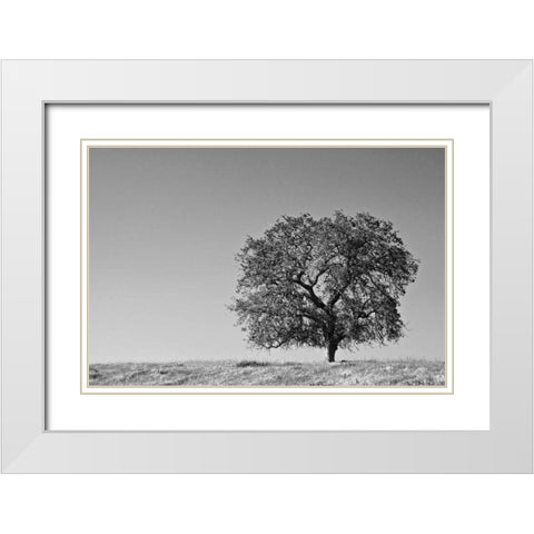 CA, Lone oak tree in the Sierra Nevada foothills White Modern Wood Framed Art Print with Double Matting by Flaherty, Dennis