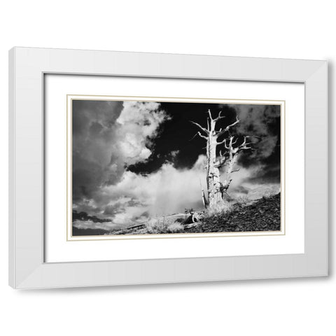 CA, White Mts Ancient bristlecone pine tree White Modern Wood Framed Art Print with Double Matting by Flaherty, Dennis