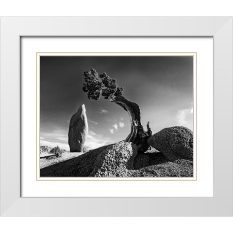 CA, Joshua Tree NP Monolith and juniper tree White Modern Wood Framed Art Print with Double Matting by Flaherty, Dennis