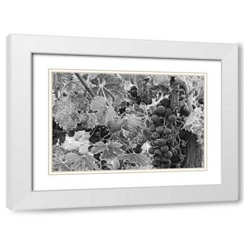 CA, Napa Valley Cabernet sauvignon grapes White Modern Wood Framed Art Print with Double Matting by Flaherty, Dennis
