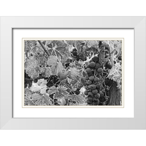 CA, Napa Valley Cabernet sauvignon grapes White Modern Wood Framed Art Print with Double Matting by Flaherty, Dennis