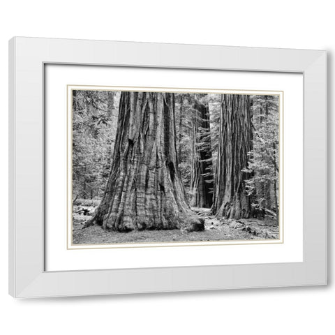 CA, Yosemite Sequoia trees in the Mariposa Grove White Modern Wood Framed Art Print with Double Matting by Flaherty, Dennis