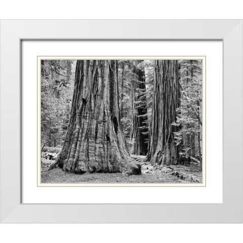 CA, Yosemite Sequoia trees in the Mariposa Grove White Modern Wood Framed Art Print with Double Matting by Flaherty, Dennis