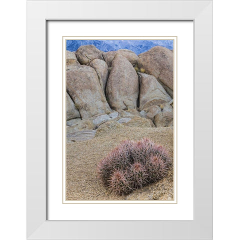 CA, Alabama Hills Barrel cactus and boulders White Modern Wood Framed Art Print with Double Matting by Paulson, Don