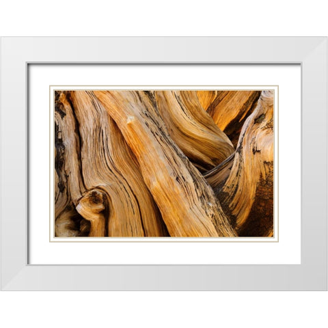 CA, White Mts Wilderness Bristlecone pine wood White Modern Wood Framed Art Print with Double Matting by Paulson, Don