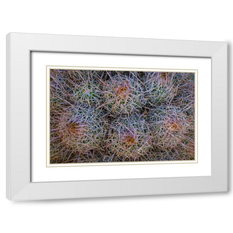 California, Alabama Hills Detail of barrel cacti White Modern Wood Framed Art Print with Double Matting by Paulson, Don