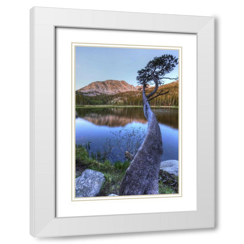 California, Sierra Nevada Grass Lake reflection White Modern Wood Framed Art Print with Double Matting by Flaherty, Dennis