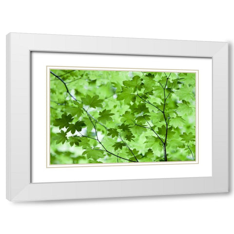CA, Redwoods Spring canopy of vine maple leaves White Modern Wood Framed Art Print with Double Matting by Carter, Jean