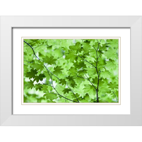 CA, Redwoods Spring canopy of vine maple leaves White Modern Wood Framed Art Print with Double Matting by Carter, Jean