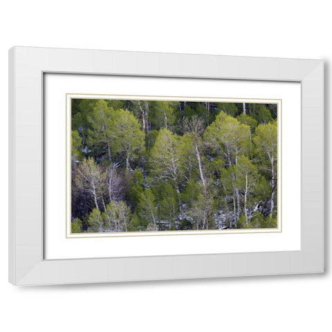 CA, Sierra Nevada Range Aspens in early spring White Modern Wood Framed Art Print with Double Matting by Flaherty, Dennis
