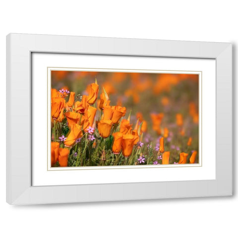 California-Mojave Desert California poppies  White Modern Wood Framed Art Print with Double Matting by Jaynes Gallery