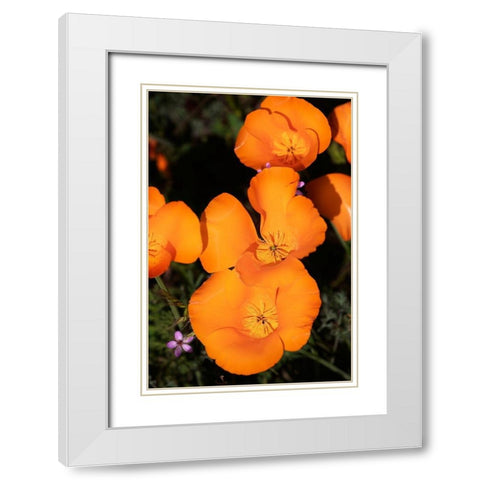 California-Mojave Desert California poppies  White Modern Wood Framed Art Print with Double Matting by Jaynes Gallery