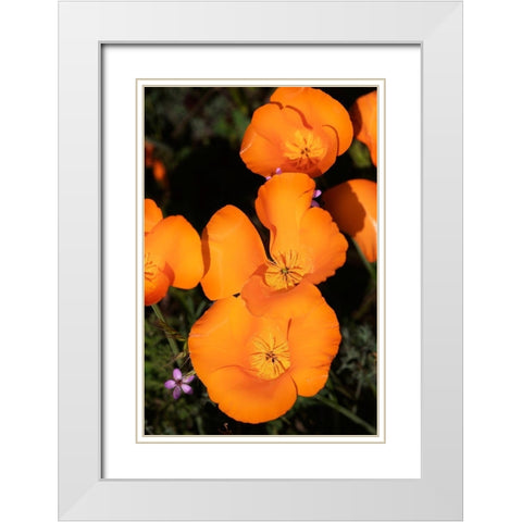 California-Mojave Desert California poppies  White Modern Wood Framed Art Print with Double Matting by Jaynes Gallery