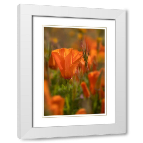 California Close-up of California poppy  White Modern Wood Framed Art Print with Double Matting by Jaynes Gallery