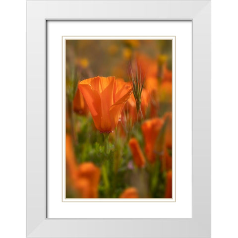 California Close-up of California poppy  White Modern Wood Framed Art Print with Double Matting by Jaynes Gallery