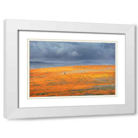 California-Mojave Desert California poppy super bloom  White Modern Wood Framed Art Print with Double Matting by Jaynes Gallery