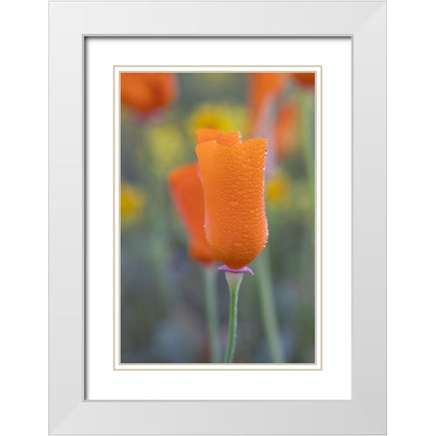 California Close-up of California poppy  White Modern Wood Framed Art Print with Double Matting by Jaynes Gallery