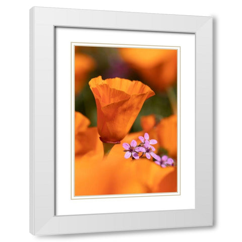 California Close-up of California poppy  White Modern Wood Framed Art Print with Double Matting by Jaynes Gallery