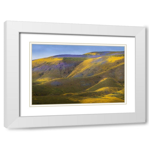California-Carrizo Plain National Monument Patches of lacy phacelia and yellow hillside daisy White Modern Wood Framed Art Print with Double Matting by Jaynes Gallery